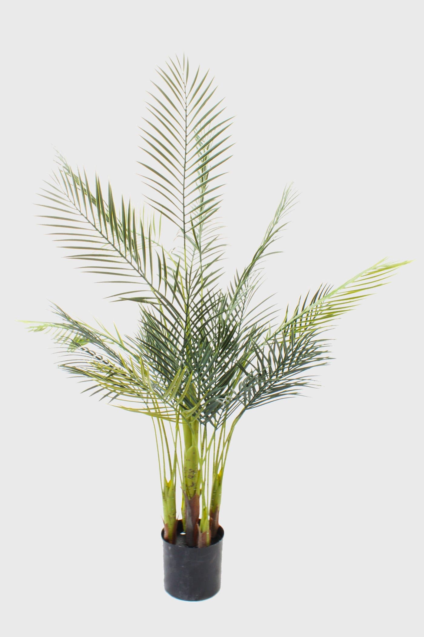 Spider Plant