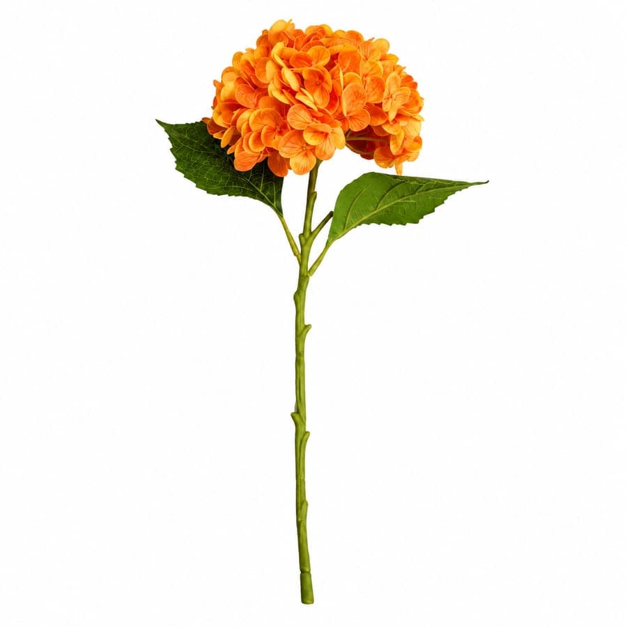 Hydrangea Flower