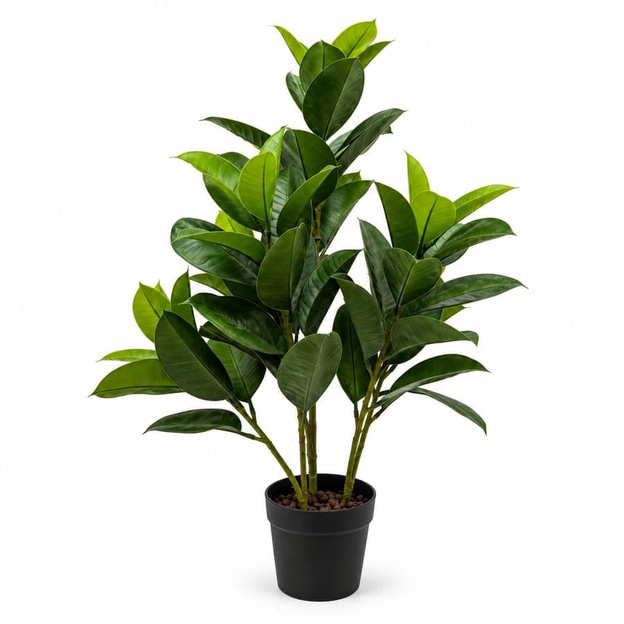 Ficus Rubber Plant 3 Stem