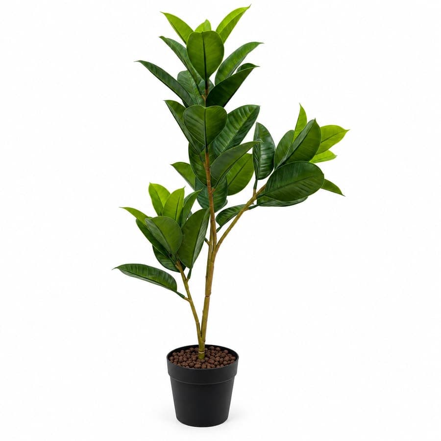 Ficus Rubber Plant Single Stem