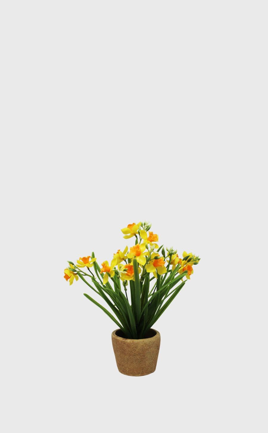 Daffodil Flower In Clay Pot