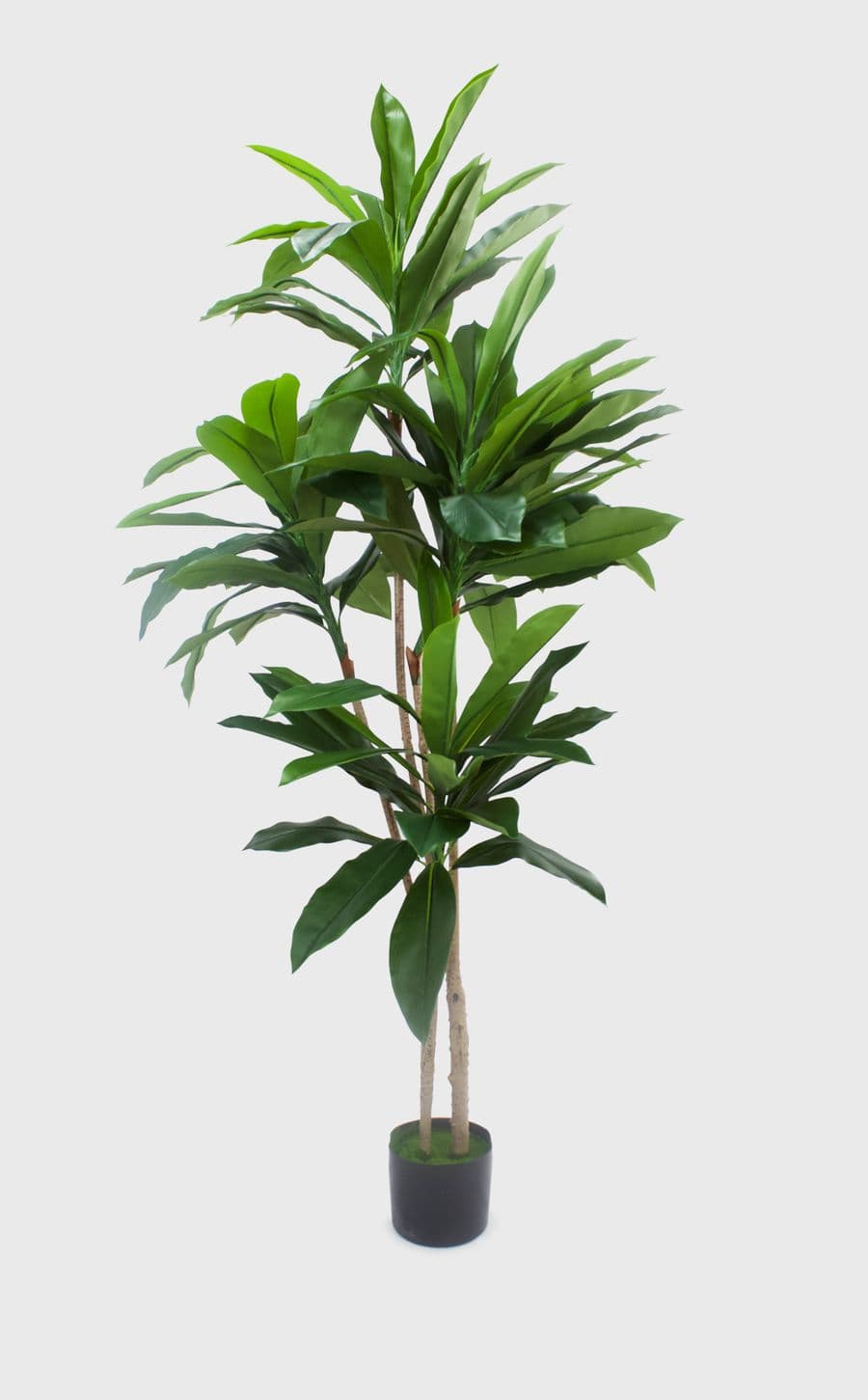 Palm Tree