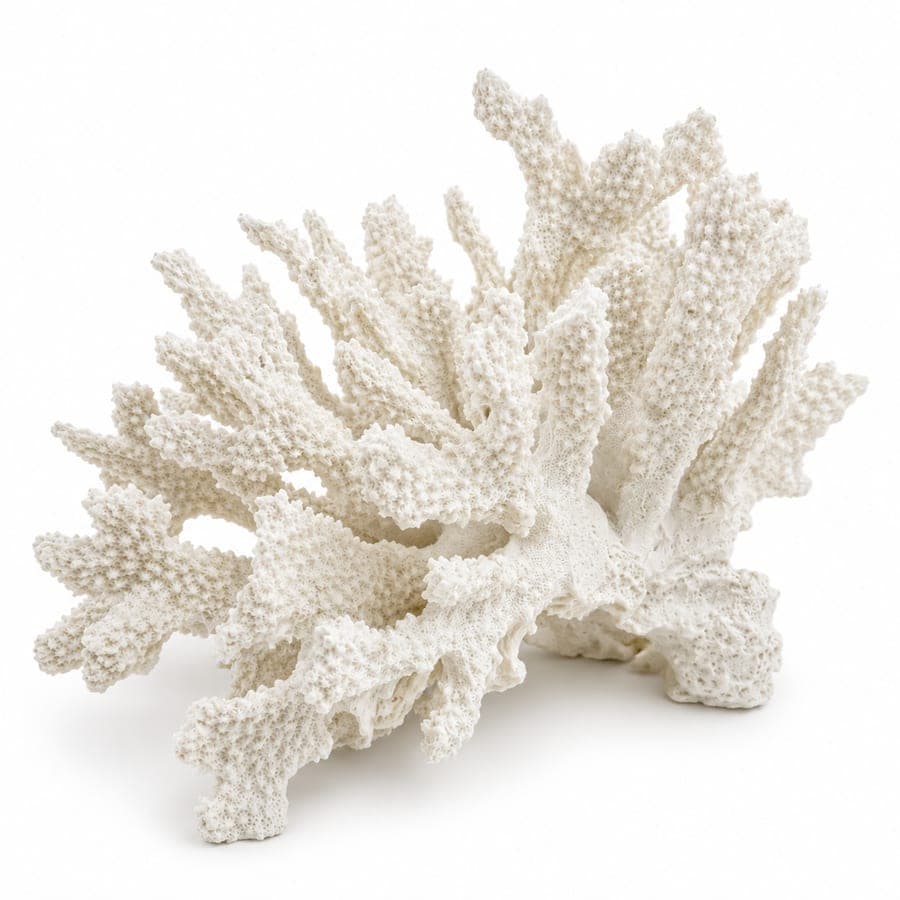 White Coral Lg