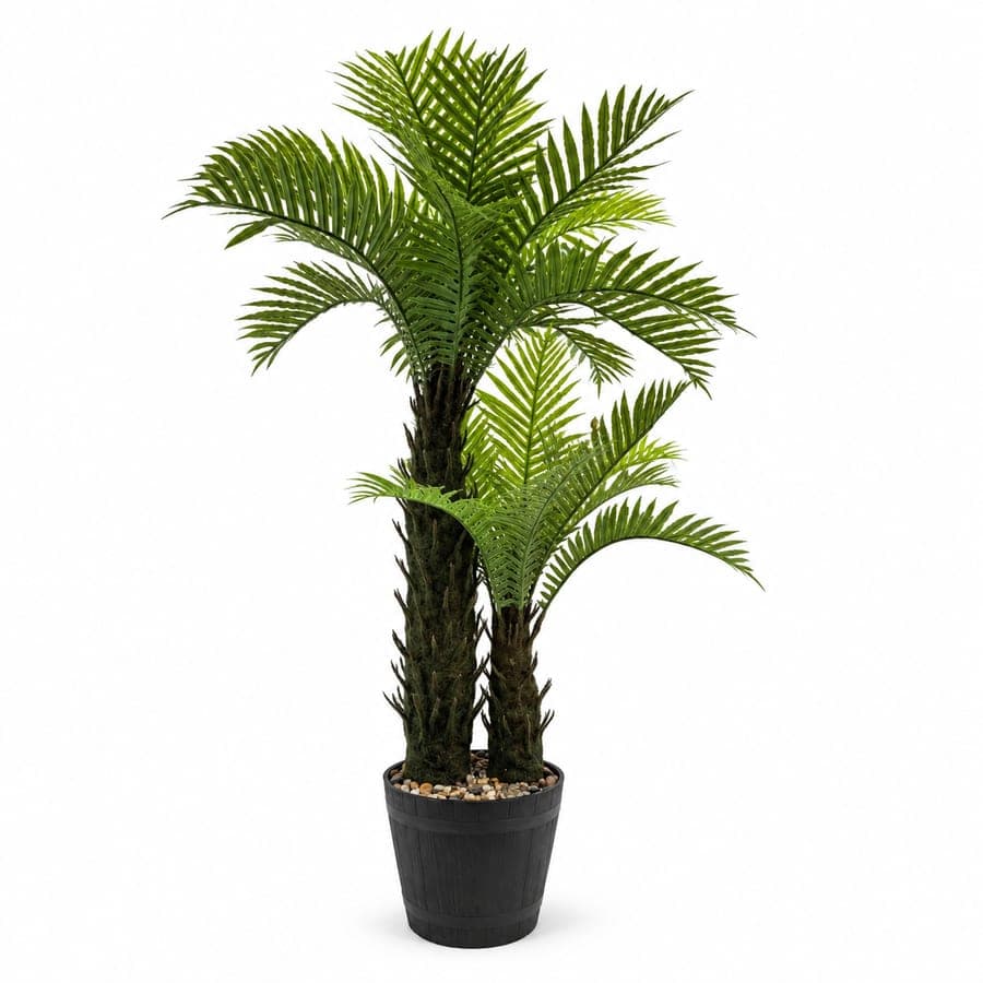 Fern Palm Tree