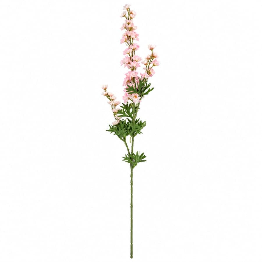 Dalphinium