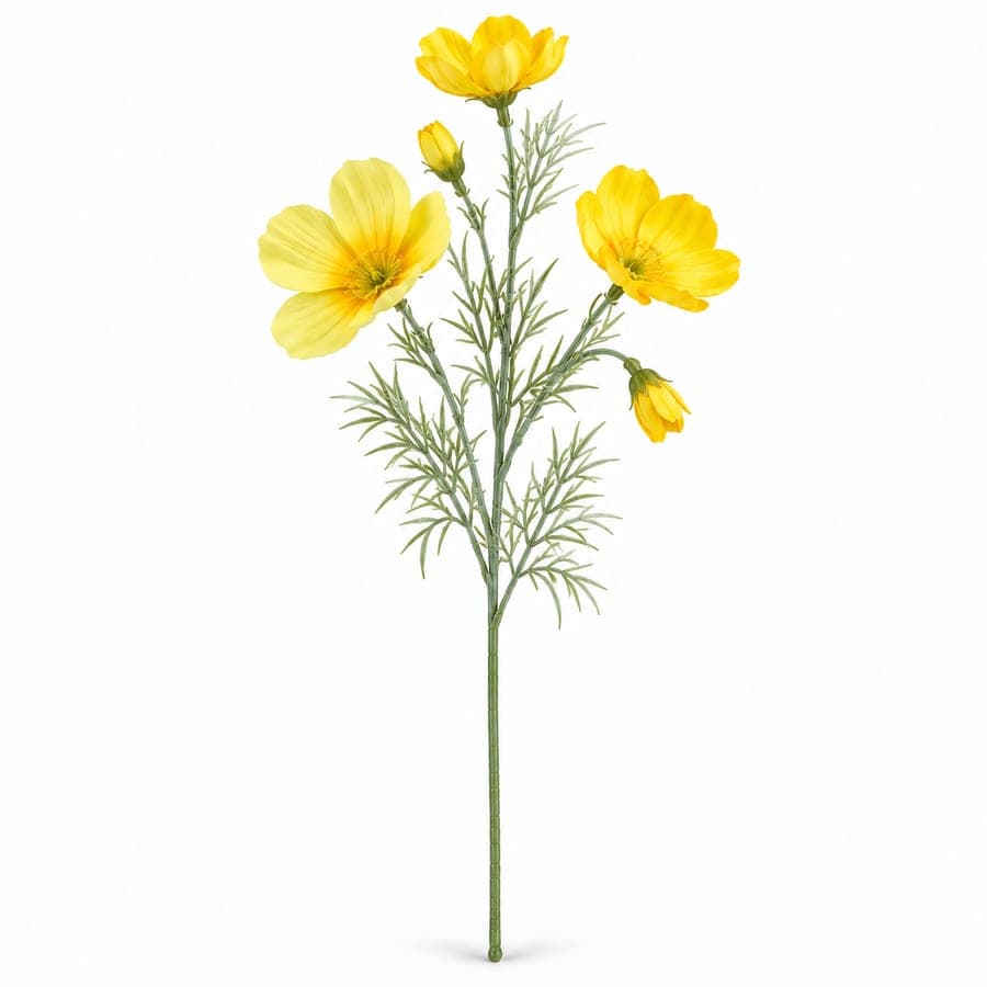 Cosmos Stem