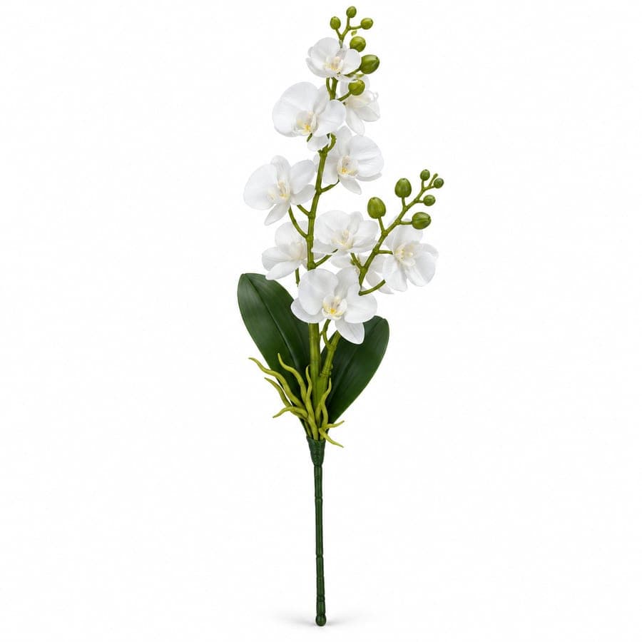 Phalenopsis Orchid