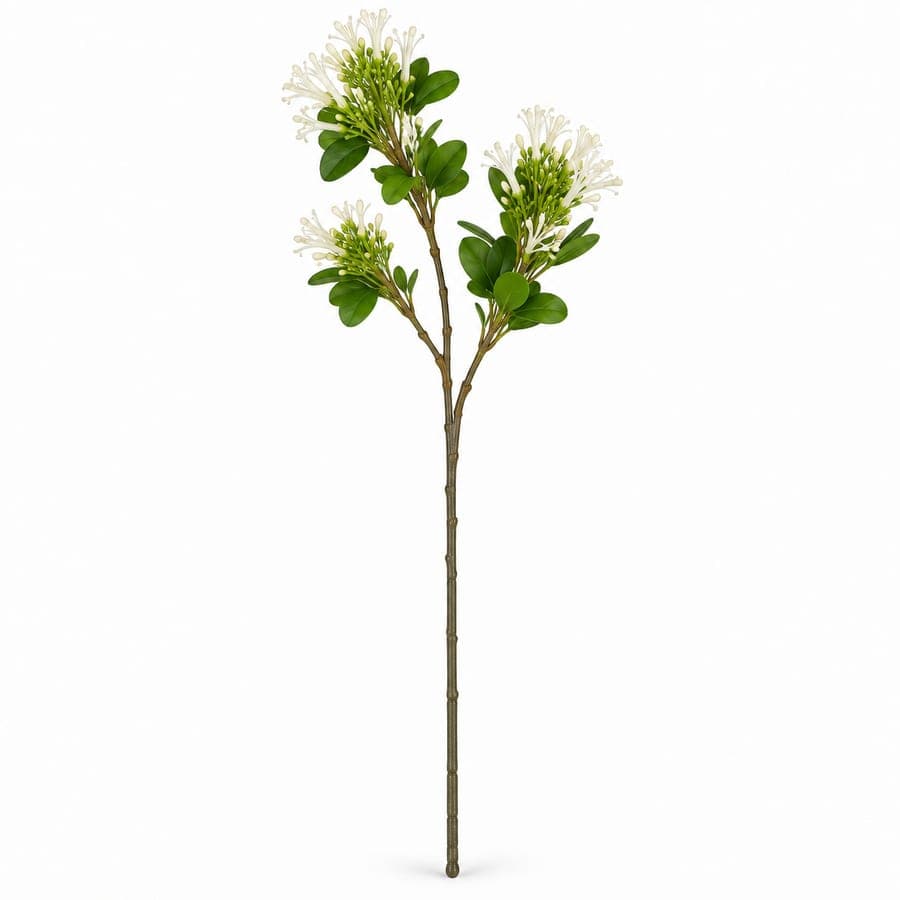 Lady Of The Night Stem