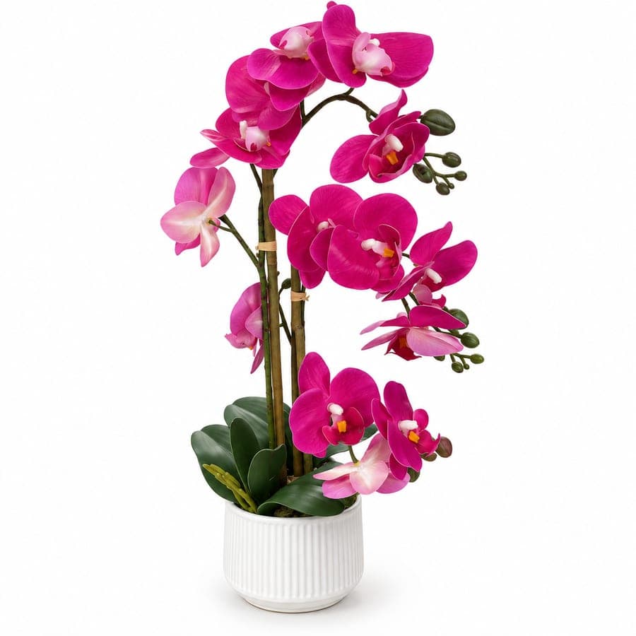Potted Orchid